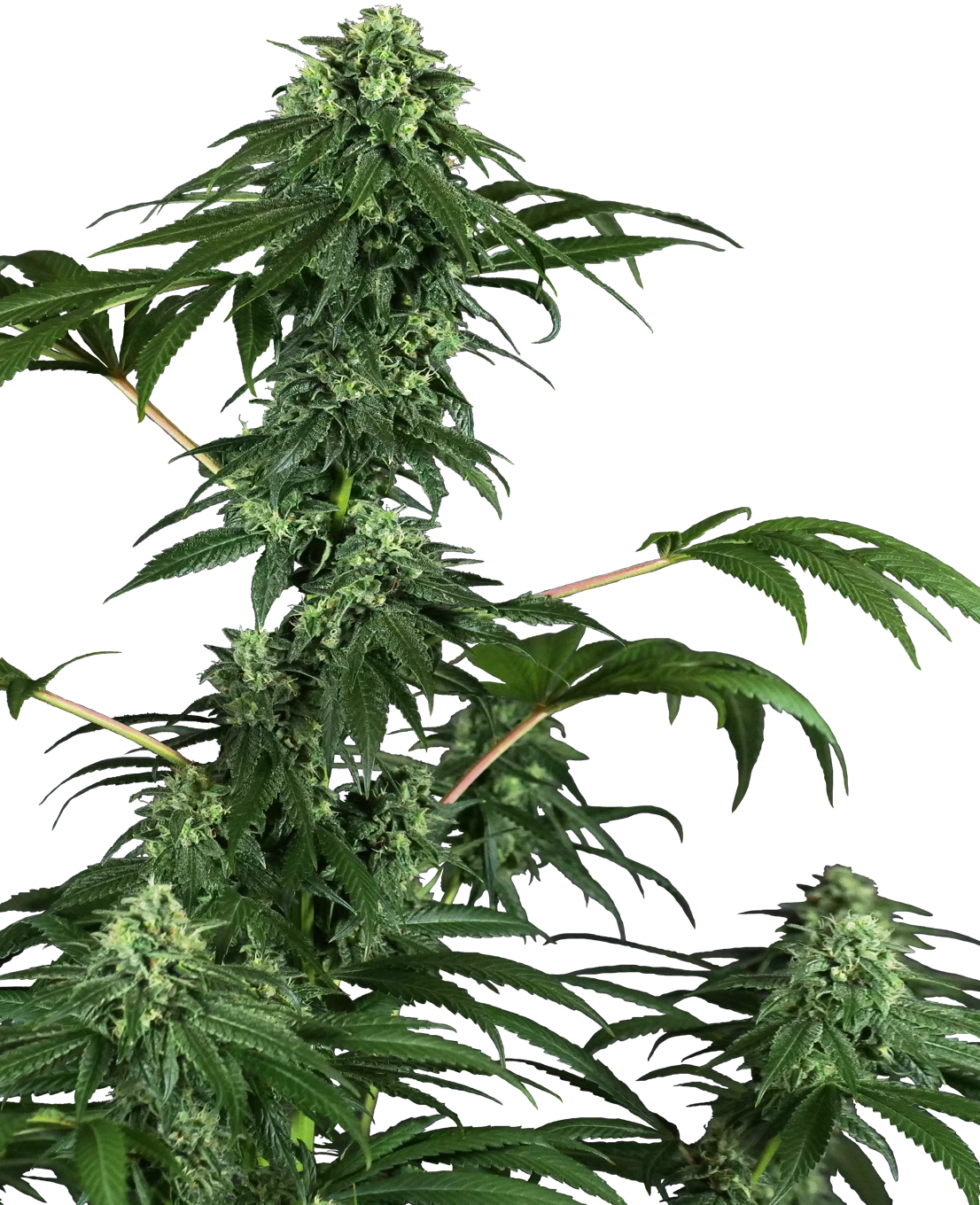 420 Punch