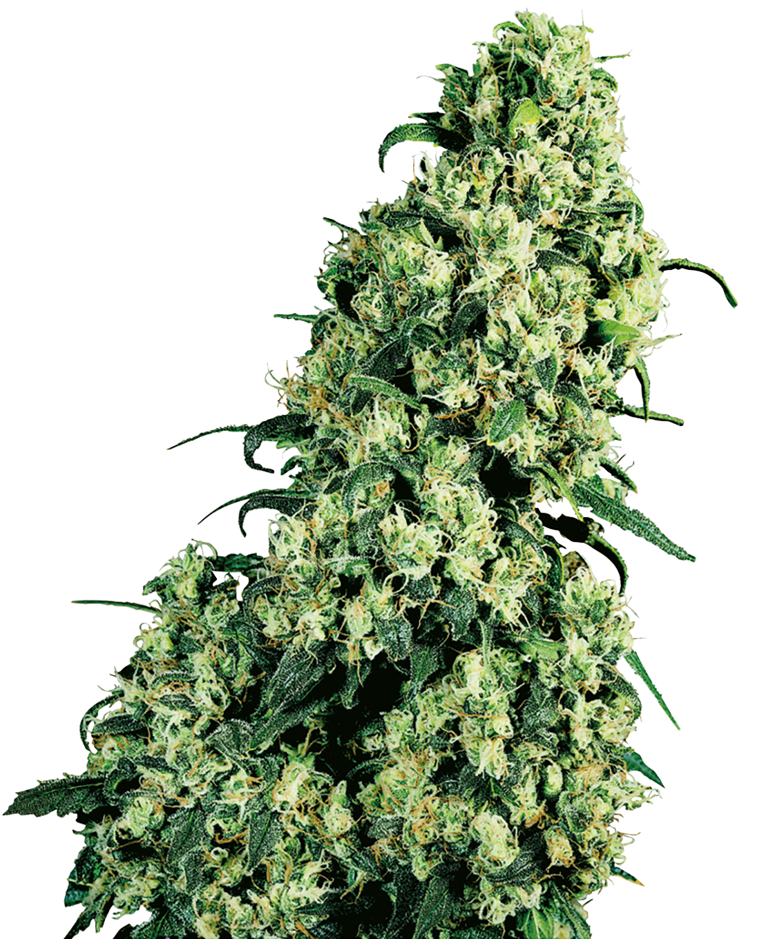 Skunk #1