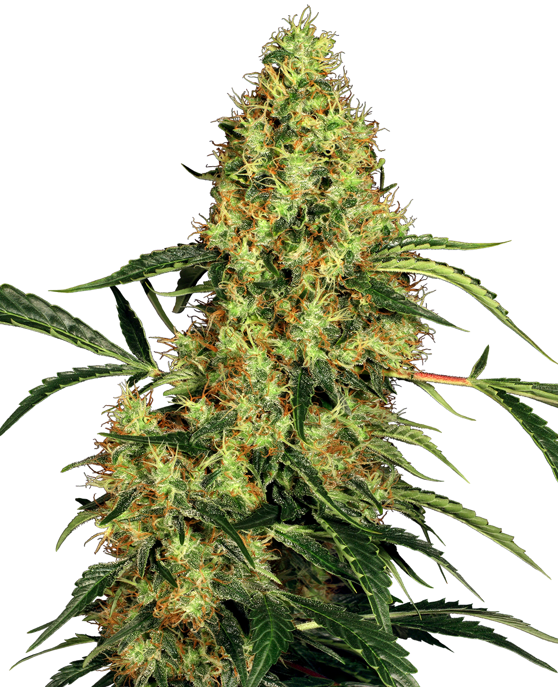 Mexican Sativa