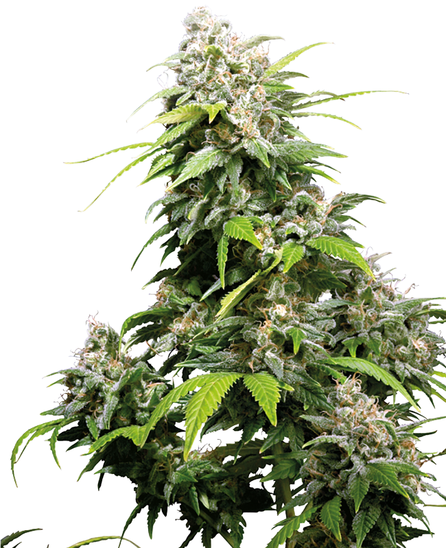 California Indica