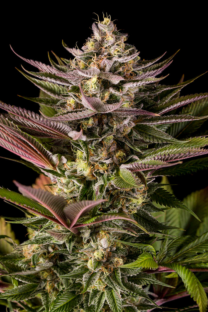 Blue Kush