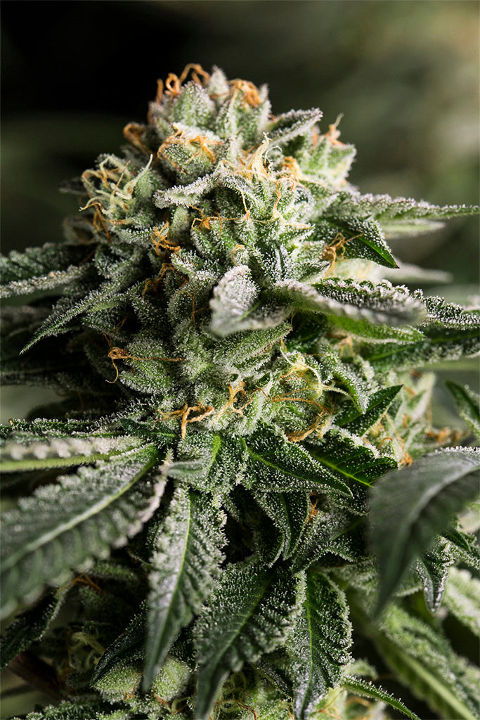 Remo Chemo