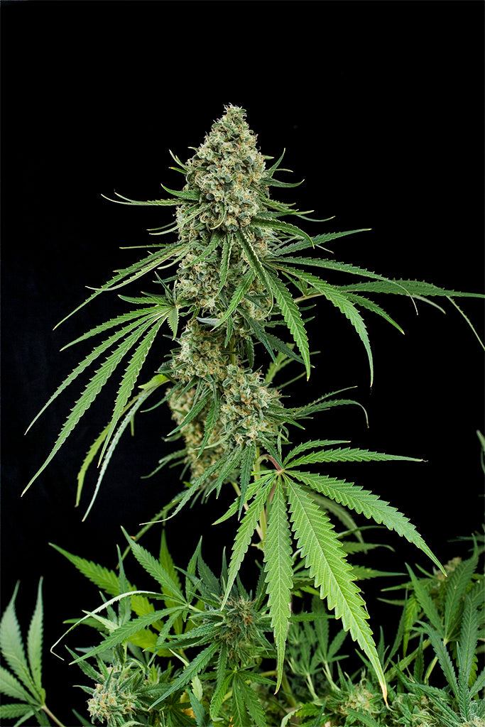 Critical+