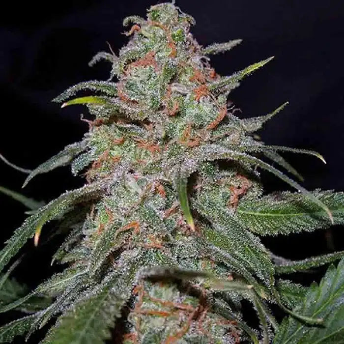 Cannalope Kush