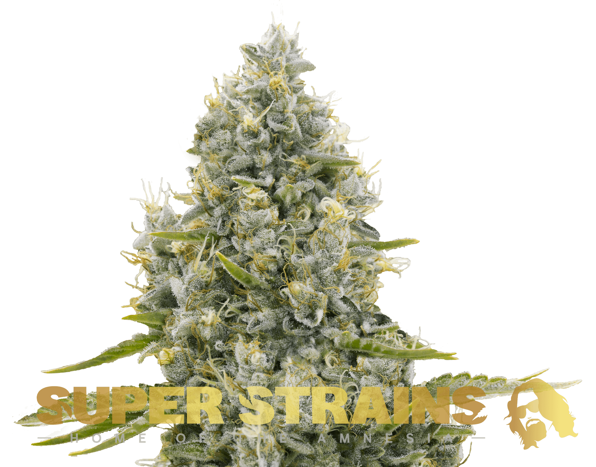 Agartha CBD