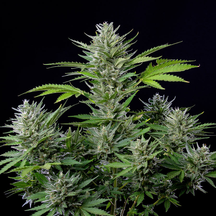 Buddha Auto Tangie