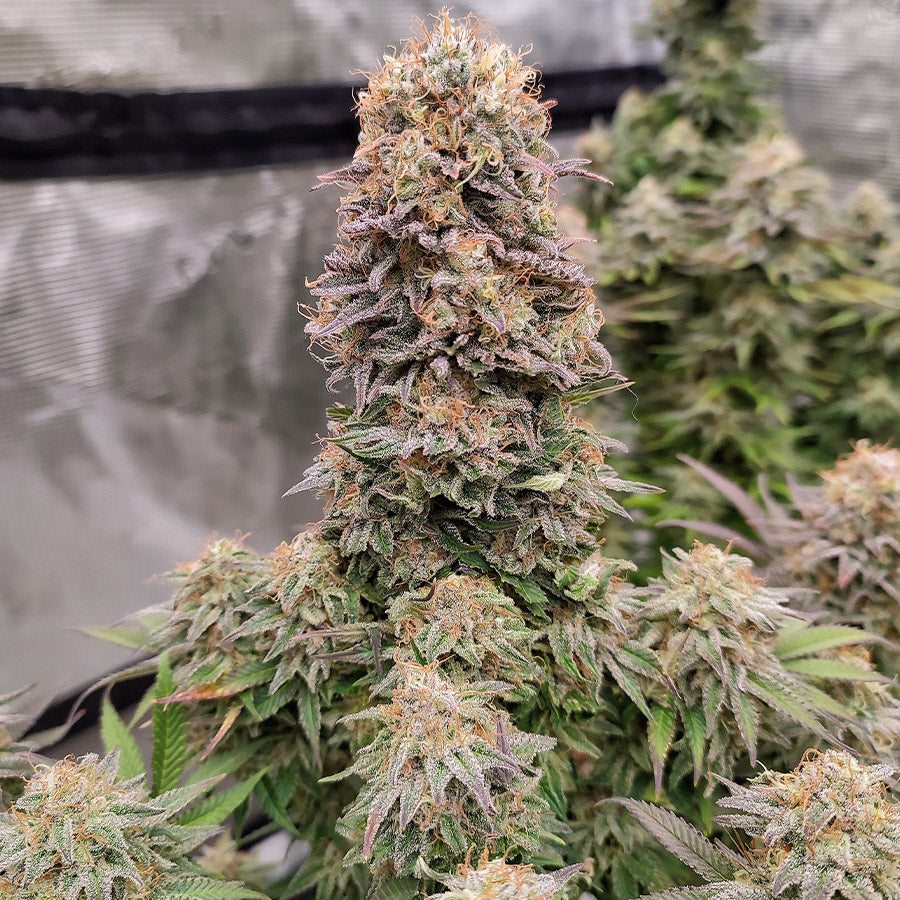 Buddha Cookie