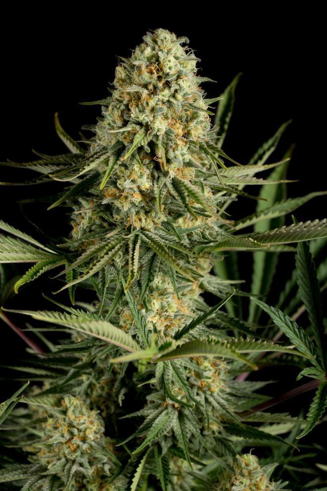Critical Cheese
