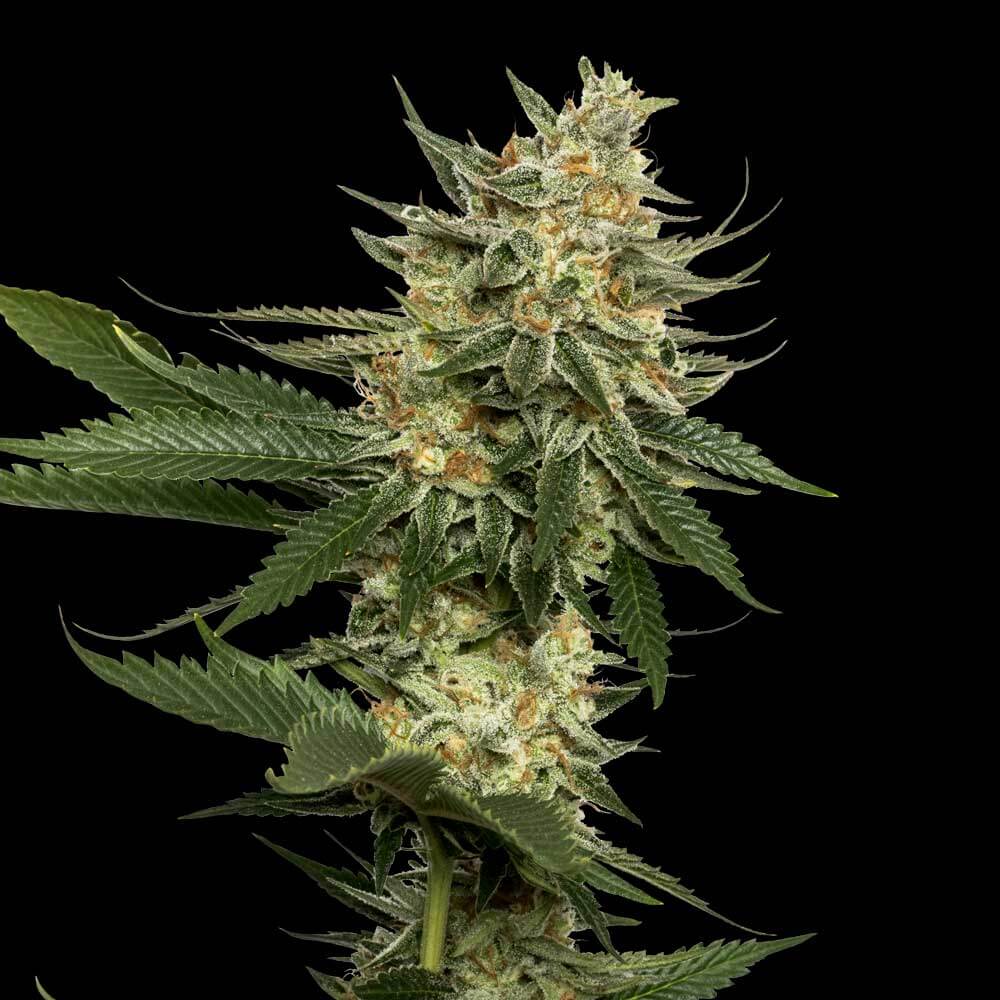 Tangie