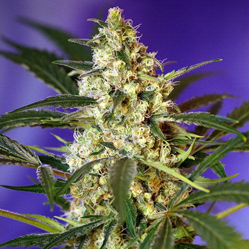 Fast Bud Auto