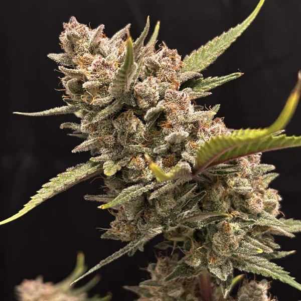 Ztrawberriez Auto