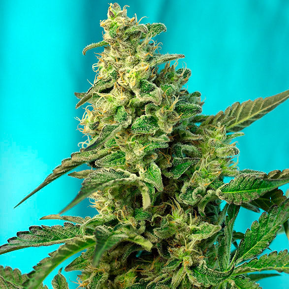 Green Poison F1