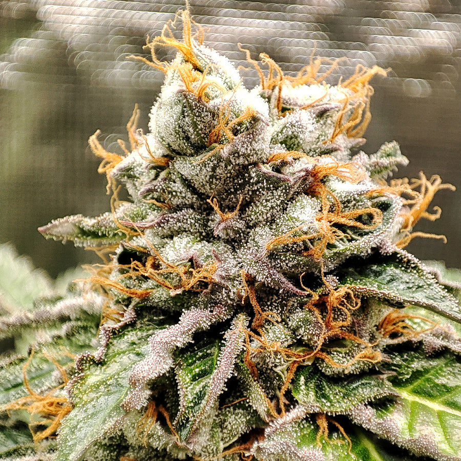 Buddha Gelato