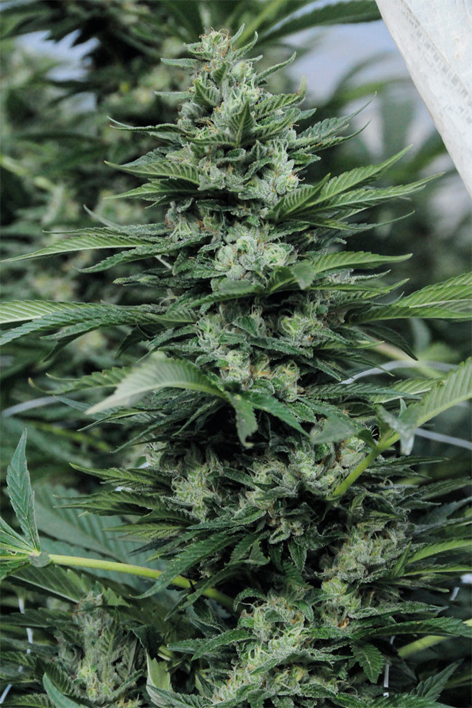 Sour Diesel#2