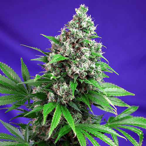 Killer Kush F1 Fast Version