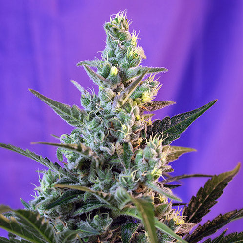 Sweet Skunk F1 Fast Version