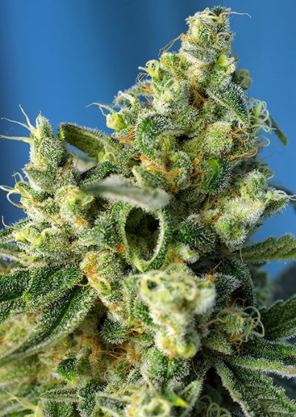 Sweet Amnesia Haze