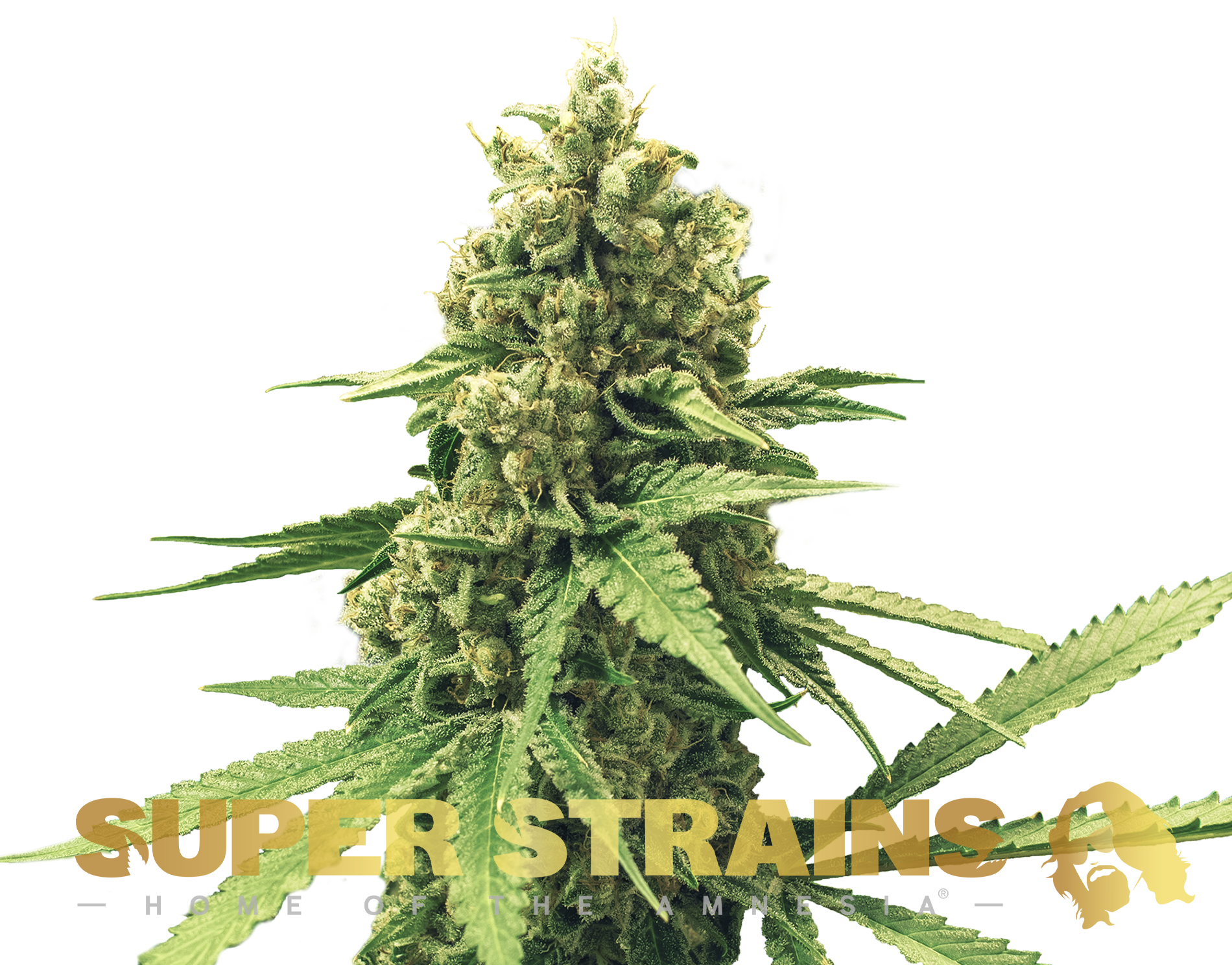 DFA Autoflowering