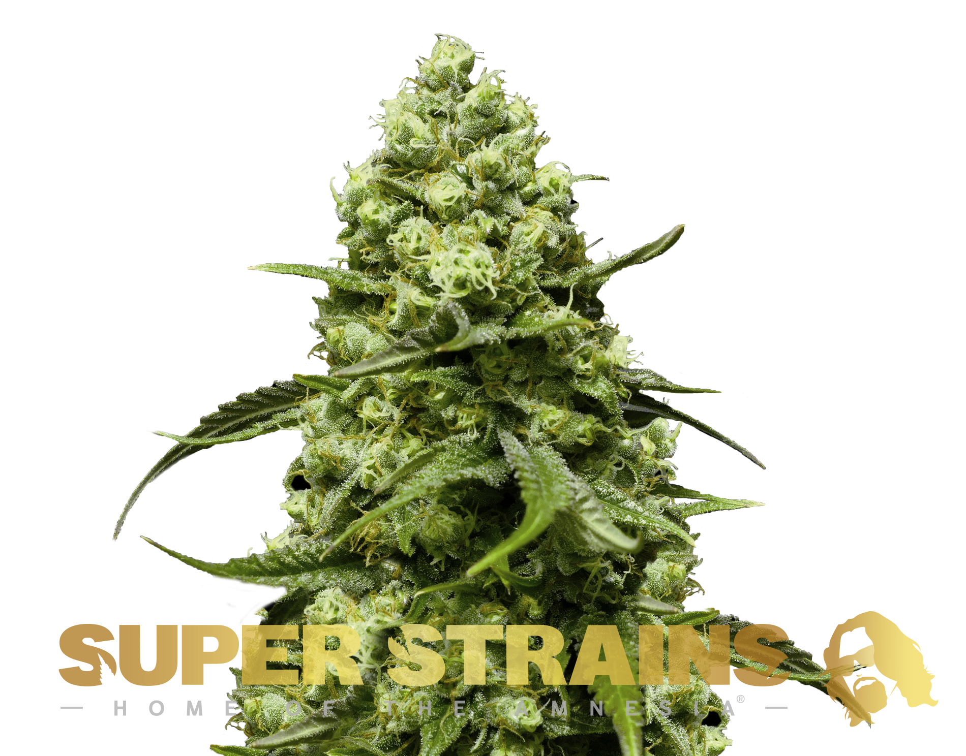 Turing Autoflowering