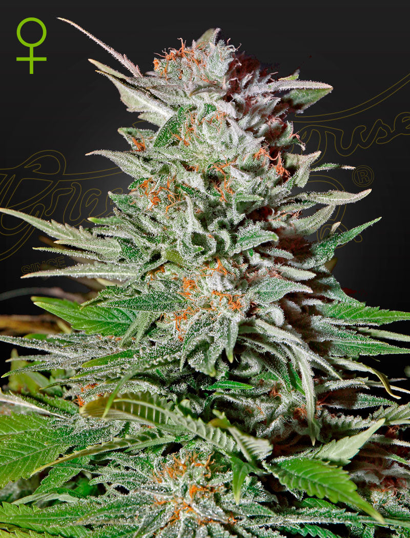 Super Lemon Haze Auto CBD