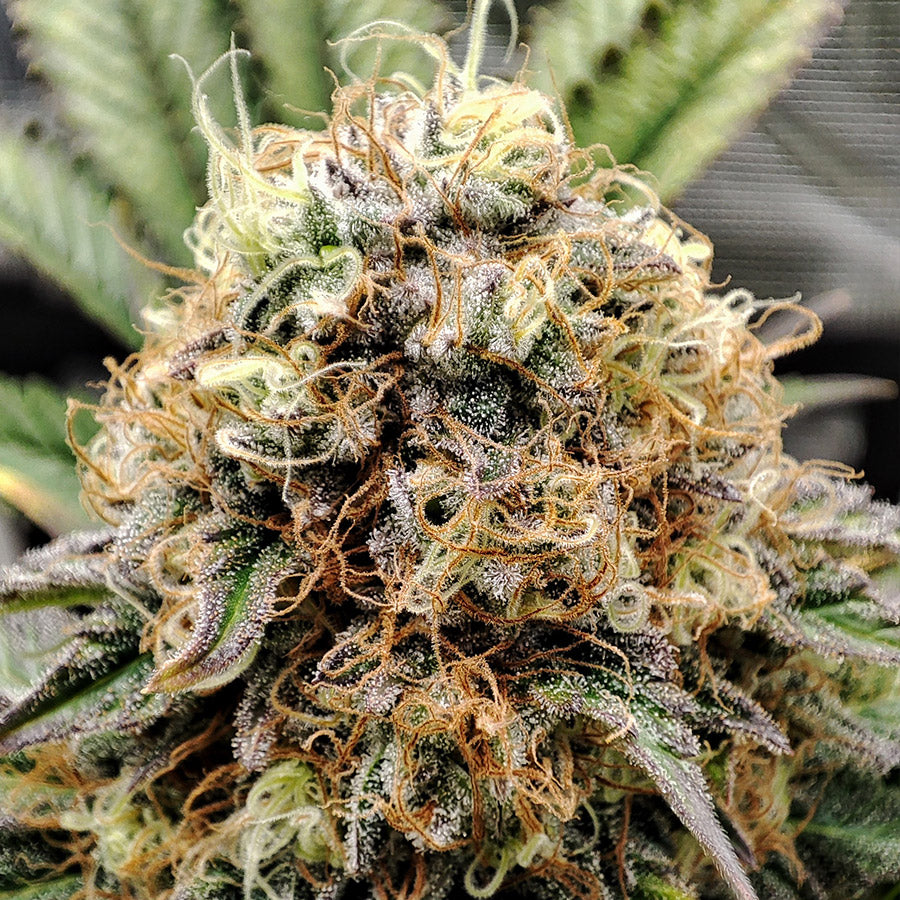 Buddha Wedding Cheesecake