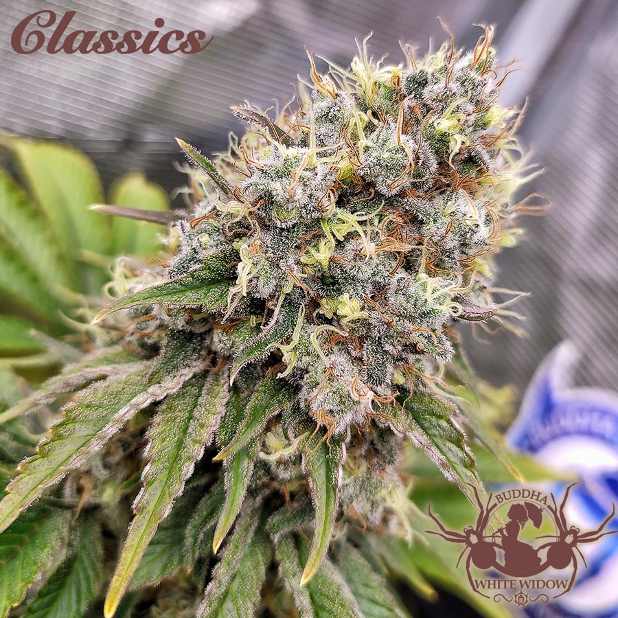 Buddha White Widow