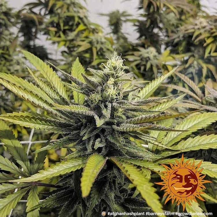 Afghan Hash Plant Regolari