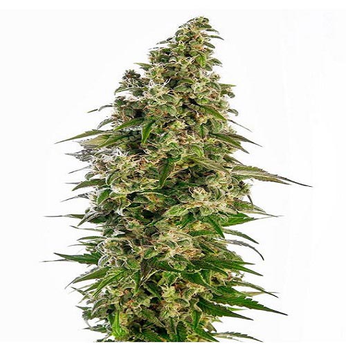 Afghani #1 Auto