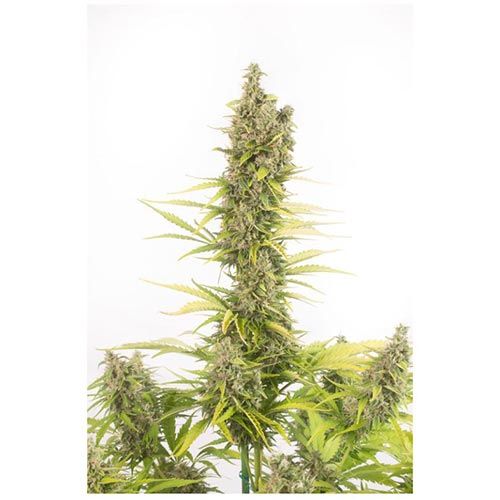 Amnesia CBD Auto