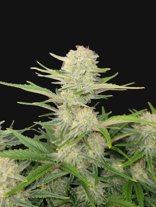 Apricot Auto