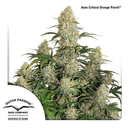Auto Critical Orange Punch