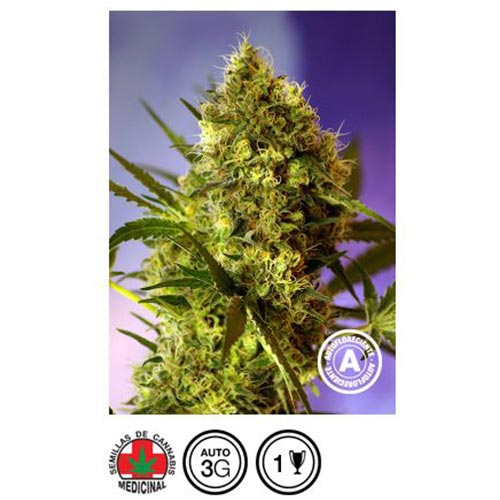 Big Devil#2 Auto