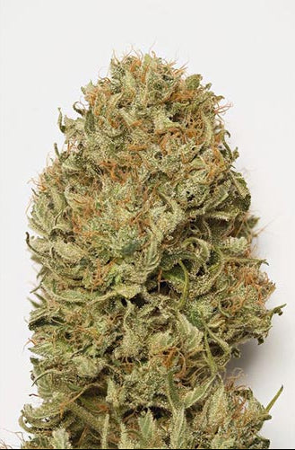 Blue Dream Auto