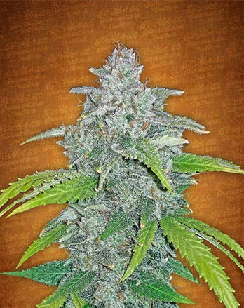 Blue Dream’matic Auto