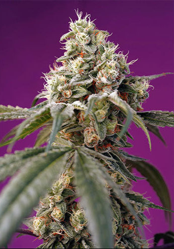 Bruce Banner Auto