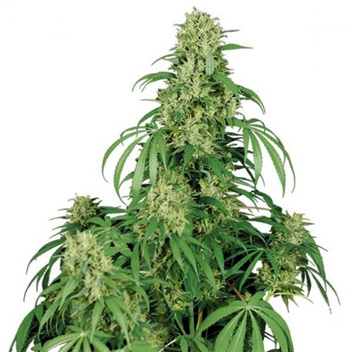 Calamity Jane Auto