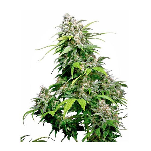 California Indica Regolari