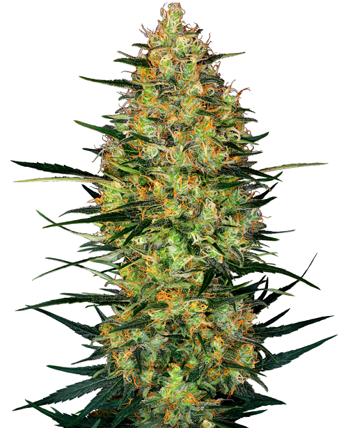 Caramellow Kush Auto