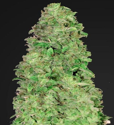 CBD 20:1 Auto