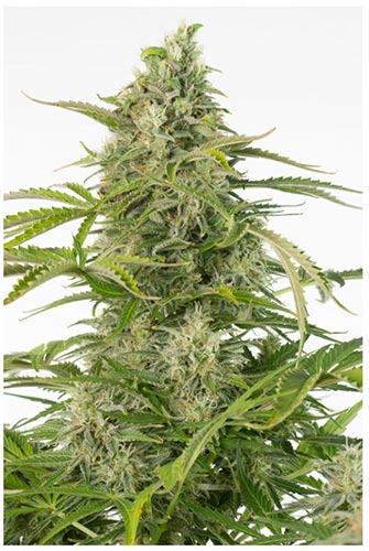 Cheese CBD Auto