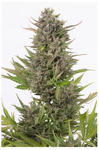 Critical+ CBD Auto