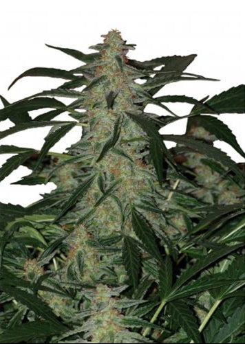 Deimos Auto