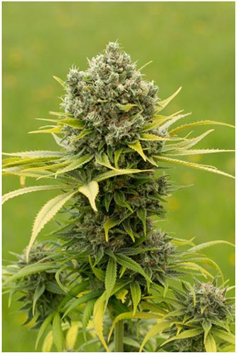 Dinamed CBD Plus