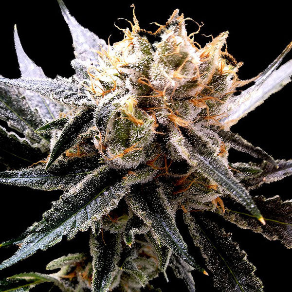 Sour Tangie
