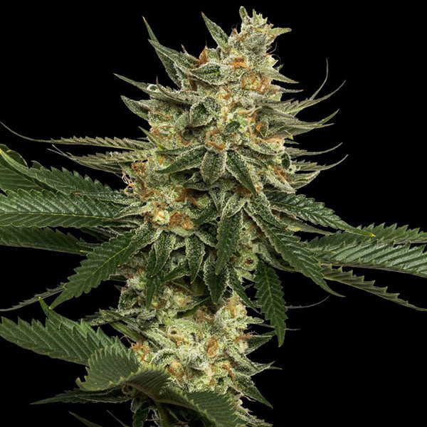 Tangie Regolari