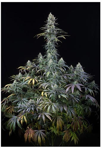 Early Amnesia CBD