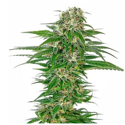 Early Skunk Auto