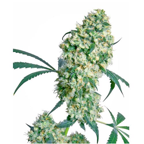 Ed Rosenthal Super Bud Regolari