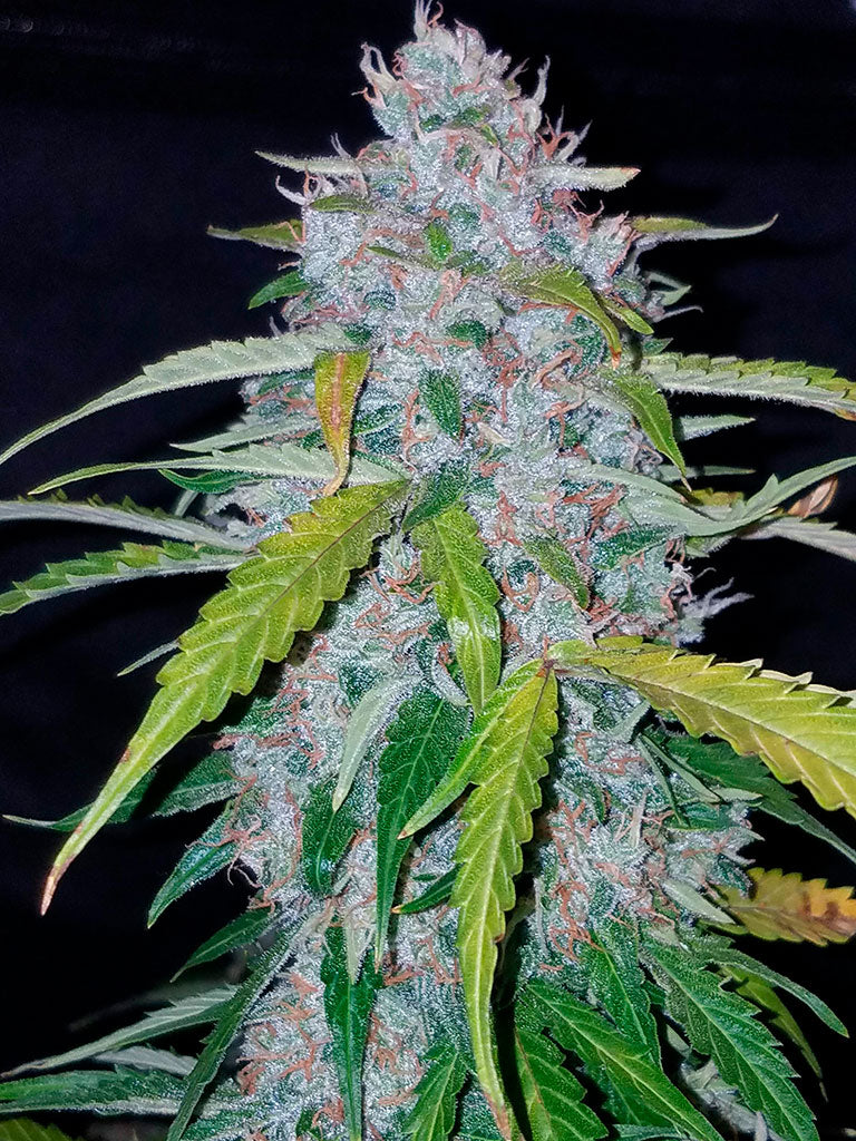 Six Shooter Auto
