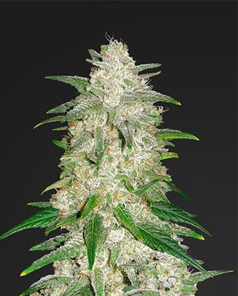 Gelato Auto